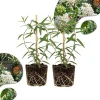 White Vining Milkweed Live Plants - 2 Pack, 4-7 Inch Tall, Outdoor Vine - Image 1