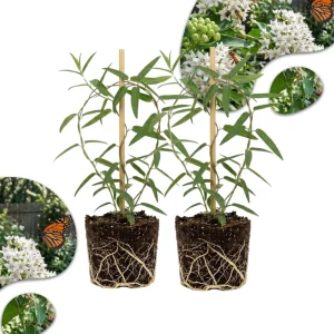 White Vining Milkweed Live Plants - 2 Pack, 4-7 Inch Tall, Outdoor Vine - Image 1