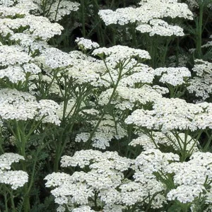 White Yarrow Live Plant – 1 Gallon Pot – Outdoor Perennial Flower - Image 2