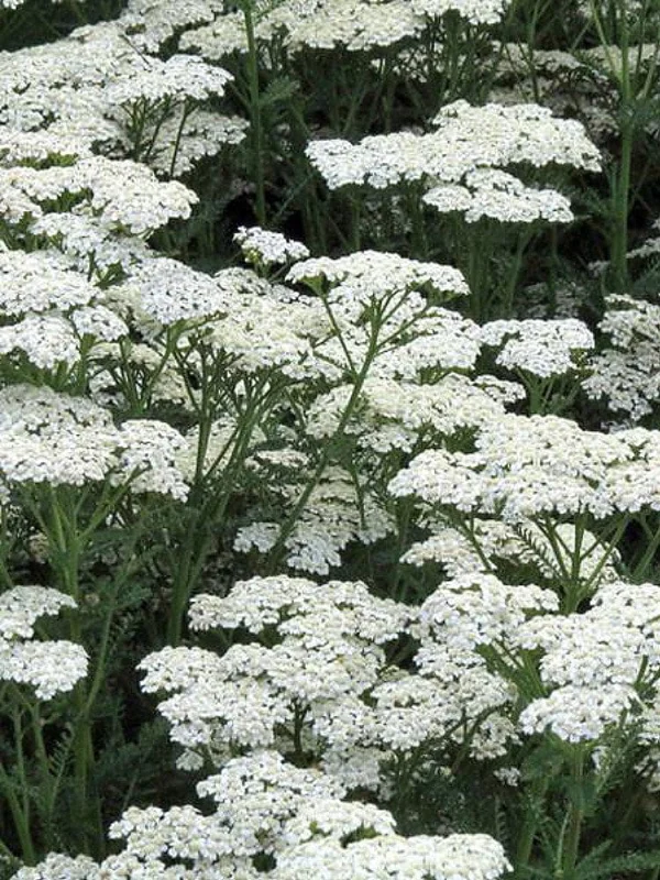 White Yarrow Live Plant – 1 Gallon Pot – Outdoor Perennial Flower - Image 2