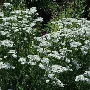 White Yarrow Live Plant – 1 Gallon Pot – Outdoor Perennial Flower - Image 1