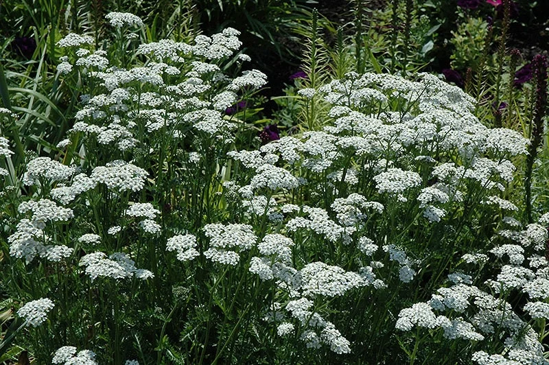 White Yarrow Live Plant – 1 Gallon Pot – Outdoor Perennial Flower - Image 1