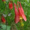 Wild Columbine -Aquilegia canadensis- 3” Pot-Starter Plant - Image 1