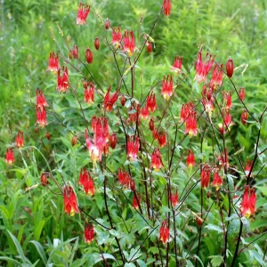 Wild Columbine -Aquilegia canadensis- 3” Pot-Starter Plant - Image 2