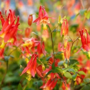 Wild Columbine -Aquilegia canadensis- 3” Pot-Starter Plant - Image 3