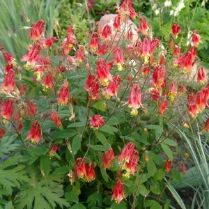 Wild Columbine -Aquilegia canadensis- 3” Pot-Starter Plant - Image 4