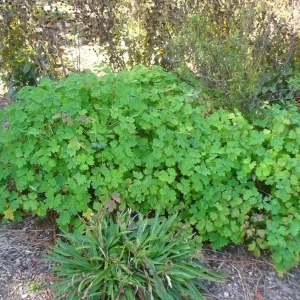 Wild Columbine -Aquilegia canadensis- 3” Pot-Starter Plant - Image 5