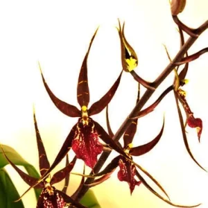 Wilhelmara Pinot Princess 'Nite Naulege' Oncidium Type Orchid Live Plant – 2.5