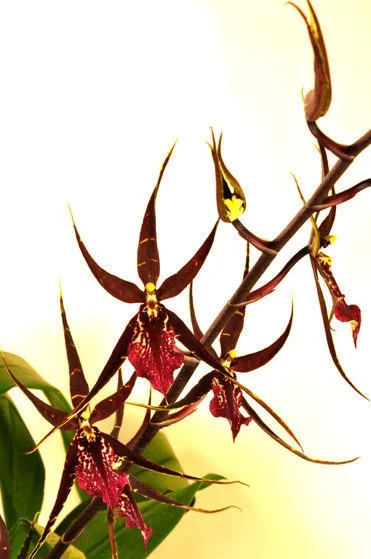 Wilhelmara Pinot Princess 'Nite Naulege' Oncidium Type Orchid Live Plant – 2.5" Pot – Fragrant Blooms - Image 1