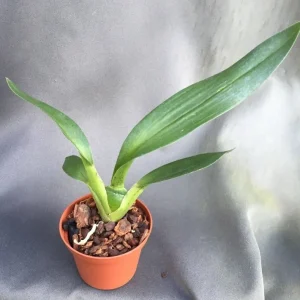 Wilhelmara Pinot Princess 'Nite Naulege' Oncidium Type Orchid Live Plant – 2.5