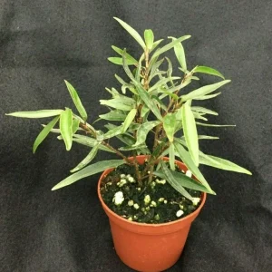 Willow Leaf Ficus Live Plant, Ficus salicifolia Dwarf Tree, Rooted in 3" Pot - Image 1