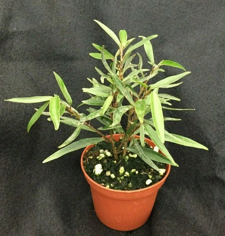 Willow Leaf Ficus Live Plant, Ficus salicifolia Dwarf Tree, Rooted in 3" Pot - Image 1