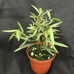 Willow Leaf Ficus Live Plant, Ficus salicifolia Tree, Rooted in 3" Pot - Image 1