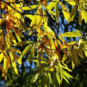 Willow Oak Live Plant – 12-18