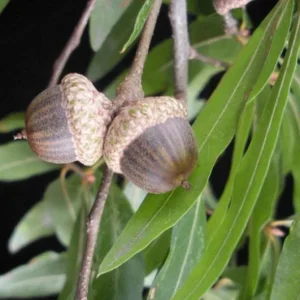 Willow Oak Live Plant – 12-18
