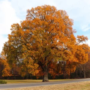 Willow Oak Live Plant – 12-18