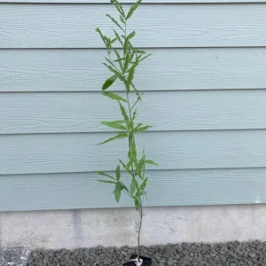 Willow Oak Live Plant – 12-18