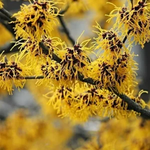 Witch Hazel Live Plant, American Shrub, Fragrant Yellow Flowers, 6-12 Inch Tall, Quart Pot - Image 2