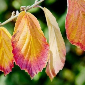 Witch Hazel Live Plant, American Shrub, Fragrant Yellow Flowers, 6-12 Inch Tall, Quart Pot - Image 3