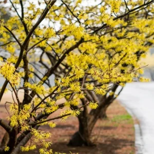 Witch Hazel Live Plant, American Shrub, Fragrant Yellow Flowers, 6-12 Inch Tall, Quart Pot - Image 4