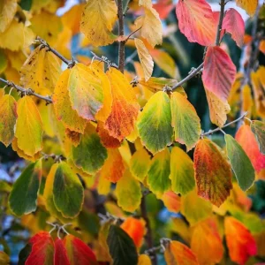 Witch Hazel Live Plant, American Shrub, Fragrant Yellow Flowers, 6-12 Inch Tall, Quart Pot - Image 5