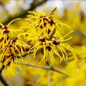 Witch Hazel Live Plant, American Shrub, Fragrant Yellow Flowers, 6-12 Inch Tall, Quart Pot - Image 6