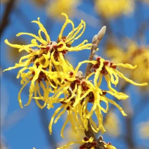 Witch Hazel Live Plant, American Shrub, Fragrant Yellow Flowers, 6-12 Inch Tall, Quart Pot - Image 1