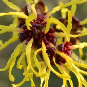 Witch Hazel Live Plant, American Shrub, Fragrant Yellow Flowers, 6-12 Inch Tall, Quart Pot - Image 7
