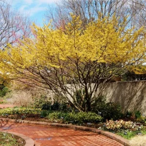 Witch Hazel Live Plant, American Shrub, Fragrant Yellow Flowers, 6-12 Inch Tall, Quart Pot - Image 8