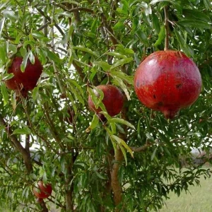 Wonderful Pomegranate Live Plant - Punica granatum - Actively Growing Outdoor Fruit Tree - Image 1
