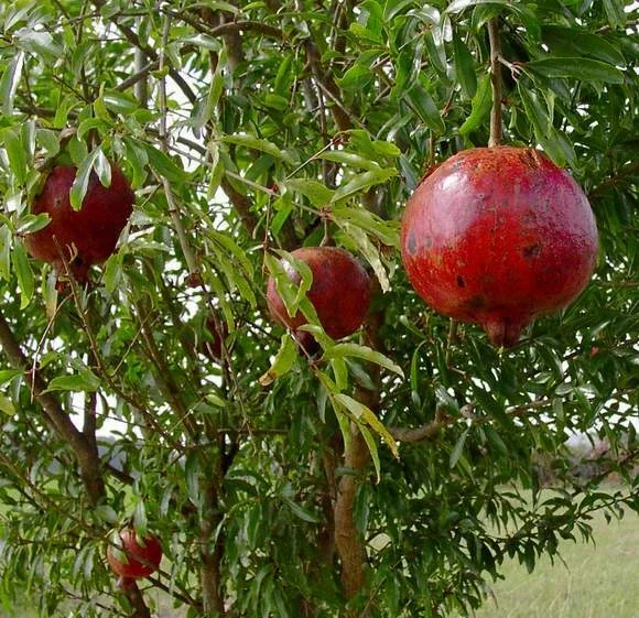 Wonderful Pomegranate Live Plant - Punica granatum - Actively Growing Outdoor Fruit Tree - Image 1