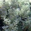 Wormwood 'Powis Castle' Live Plant – Artemisia – 1 Gallon Pot – Outdoor Shrub - Image 1