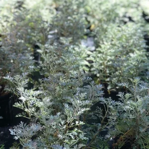Wormwood 'Powis Castle' Live Plant – Artemisia – 1 Gallon Pot – Outdoor Shrub - Image 1