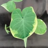 Xanthosoma Albo Variegata Live Plant - Alocasia Mickey Mouse - 3 inch Pot - Image 1