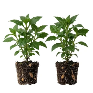 Yacon Root Live Plants - Ground Apple (Smallanthus Sonchifolius) - Set of 2, 4-6
