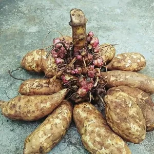 Yacon Root Live Plants - Ground Apple (Smallanthus Sonchifolius) - Set of 2, 4-6