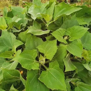 Yacon Root Live Plants - Ground Apple (Smallanthus Sonchifolius) - Set of 2, 4-6