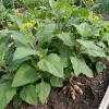 Yacon Root Live Plants - Ground Apple (Smallanthus Sonchifolius) - Set of 2, 4-6" Tall - Image 1