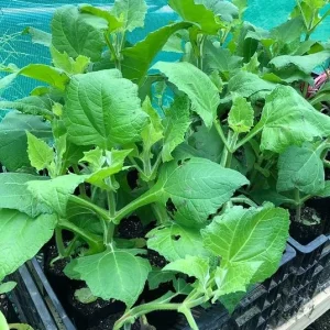 Yacon Root Live Plants - Ground Apple (Smallanthus Sonchifolius) - Set of 2, 4-6