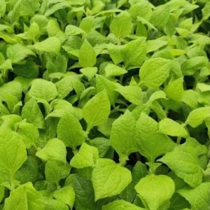 Yacon Root Live Plants - Ground Apple (Smallanthus Sonchifolius) - Set of 2, 4-6