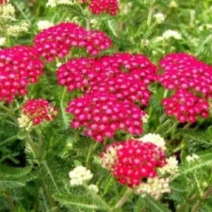 Yarrow 'Cerise Queen' Live Plant – Perennial Flower – Outdoor Garden - Image 2