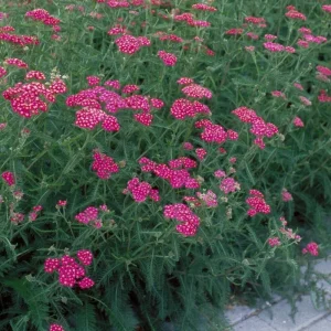 Yarrow 'Cerise Queen' Live Plant – Perennial Flower – Outdoor Garden - Image 3