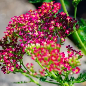 Yarrow 'Cerise Queen' Live Plant – Perennial Flower – Outdoor Garden - Image 4