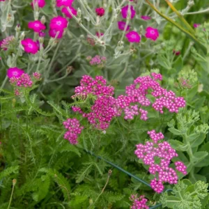 Yarrow 'Cerise Queen' Live Plant – Perennial Flower – Outdoor Garden - Image 5