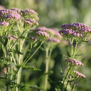 Yarrow 'Cerise Queen' Live Plant – Perennial Flower – Outdoor Garden - Image 6