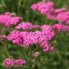 Yarrow 'Cerise Queen' Live Plant – Perennial Flower – Outdoor Garden - Image 1