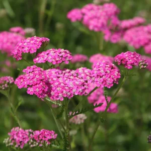Yarrow 'Cerise Queen' Live Plant – Perennial Flower – Outdoor Garden - Image 1