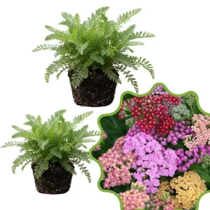 Yarrow Flowerburst Plant Plug - Small Live Plant for Garden - Image 2