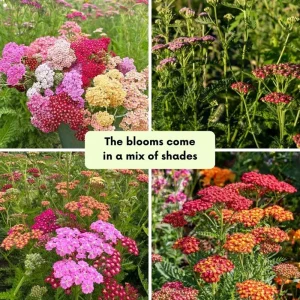 Yarrow Flowerburst Plant Plug - Small Live Plant for Garden - Image 3