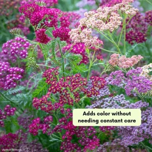 Yarrow Flowerburst Plant Plug - Small Live Plant for Garden - Image 4